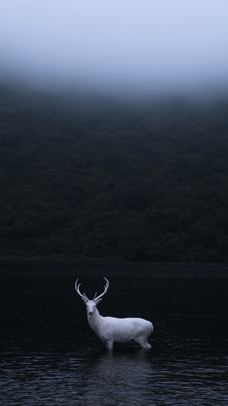 Between Dream and Reality